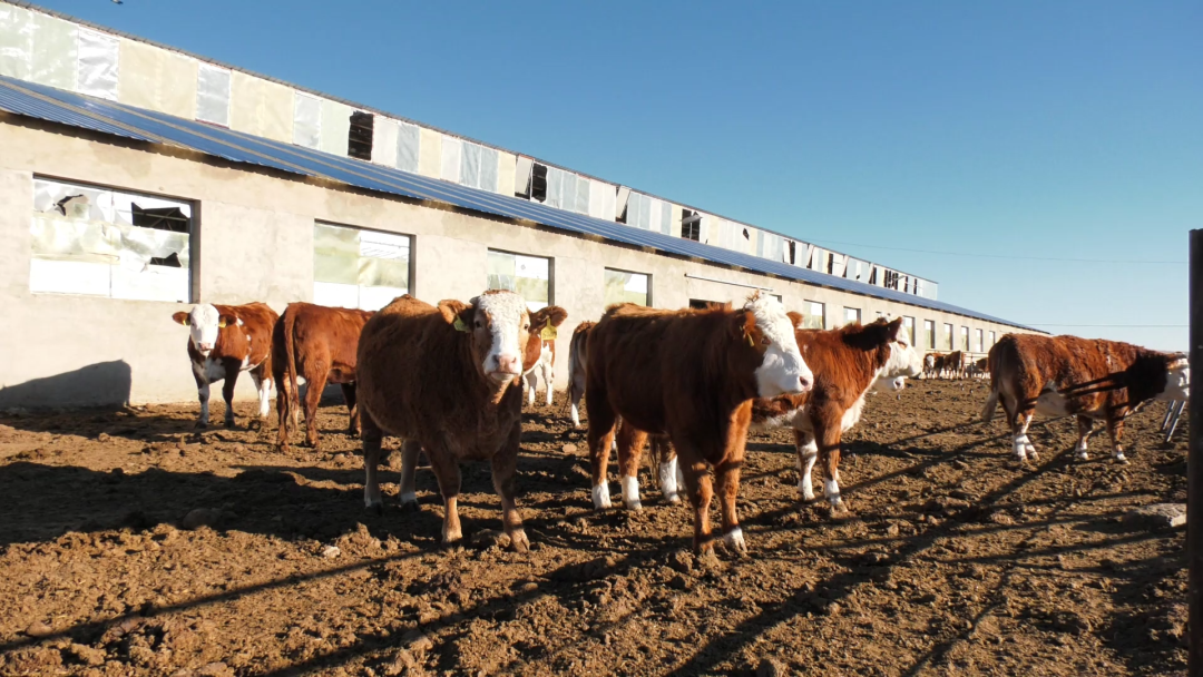 乡村行·看振兴丨规模化养殖“牛”劲足 嘎查乡亲钱包鼓